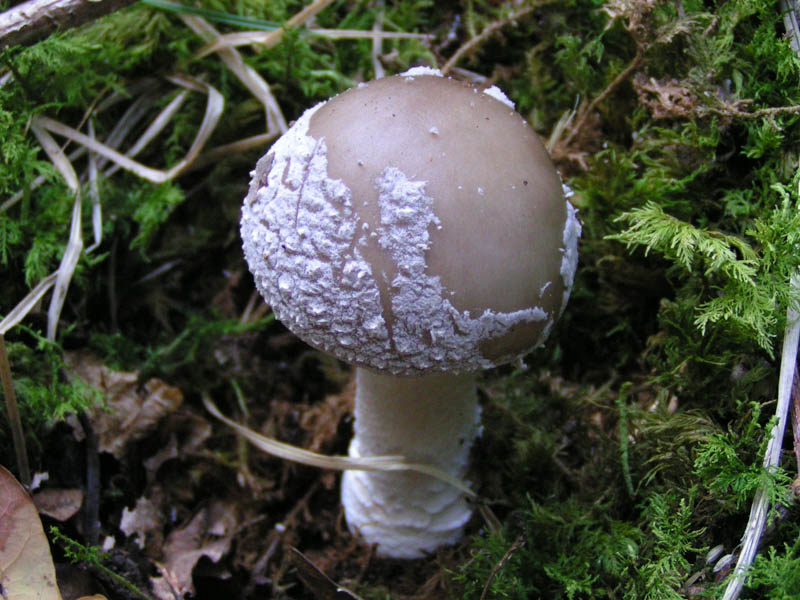 Amanita pantherina Amanita pantherina
